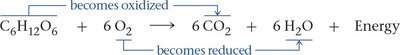 Redox reaction in cellular respiration