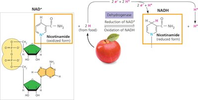 Reduction and oxidation of NAD+ and NADH