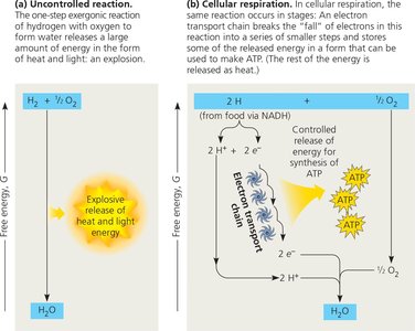 Comparison of uncontrolled and controlled energy release in cellular respiration