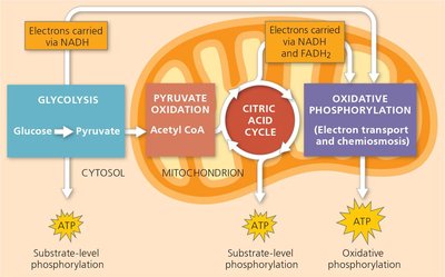 Overview of cellular respiration stages