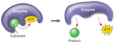 Substrate-level phosphorylation mechanism