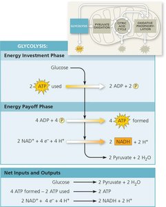 Glycolysis: energy investment and payoff phases