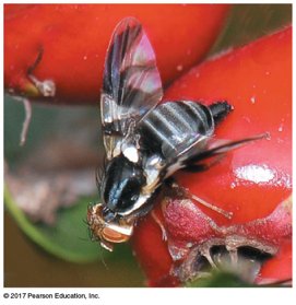 Fly on red fruit