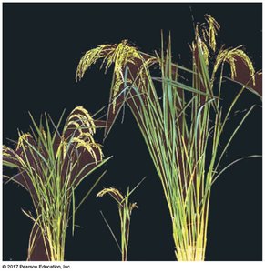 Rice hybrid breakdown