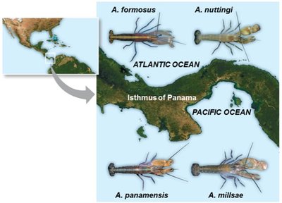 Shrimp species separated by Isthmus of Panama