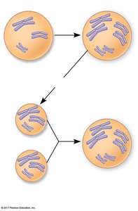 Polyploidy cell division diagram