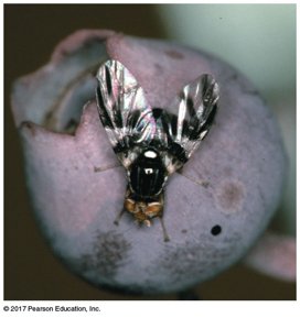 Fly on purple fruit