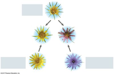 Allopolyploid speciation in Tragopogon