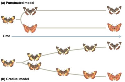 Patterns in the fossil record