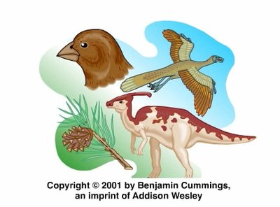 Macroevolution examples