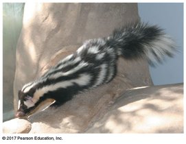 Skunk in one habitat