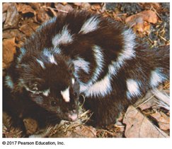 Skunk in another habitat