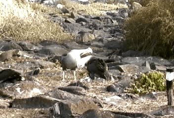 Albatross courtship