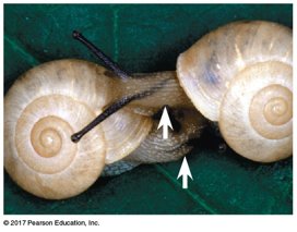 Snails mating attempt