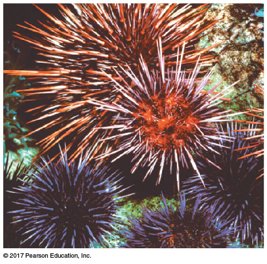 Sea urchins