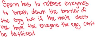 Handwritten note about gametic isolation