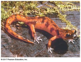 Salamander hybrid
