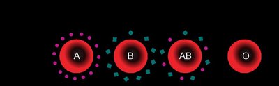 Diagram of ABO blood group antigens on red blood cells