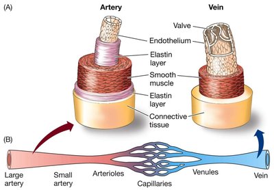 Structure of arteries, veins, and capillaries