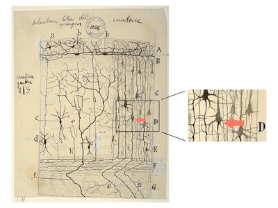 Cajal's drawings of neurons in the cerebral cortex