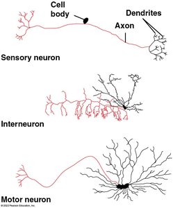 Structural diversity of sensory, interneuron, and motor neurons