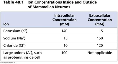 Ion concentrations inside and outside neurons