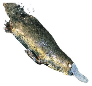 A platypus, an example of animal diversity and classification challenges