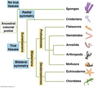 Animal phylogeny tree based on morphology