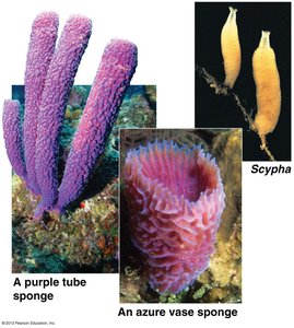 Various sponge species