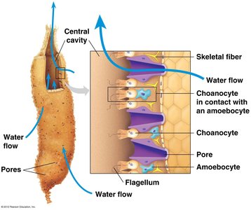 Structure of a sponge showing water flow and choanocytes