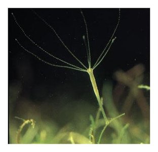 Hydra, a polyp form cnidarian