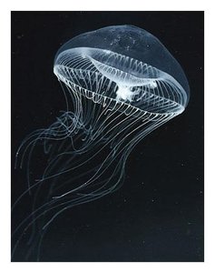 Jellyfish, a medusa form cnidarian