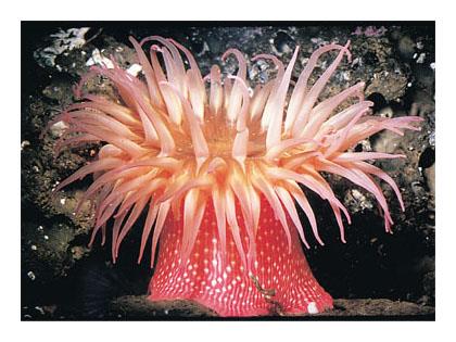 Sea anemone, a polyp form cnidarian