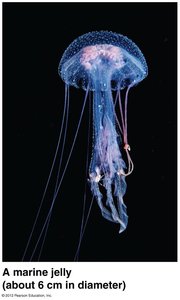 Cnidocyte structure and function in prey capture