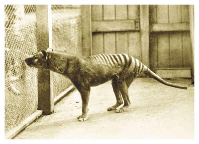 A Tasmanian tiger, illustrating convergent evolution and classification challenges