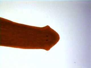 Planarian, a free-living flatworm