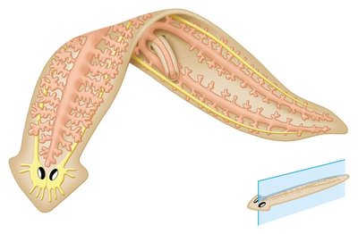 Planarian anatomy showing bilateral symmetry and nervous system