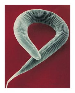 Nematode with visible mouth