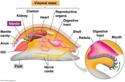 Mollusk body plan showing foot, mantle, and visceral mass