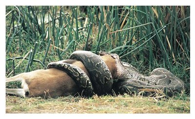 Snake predation, an example of vertebrate feeding adaptation