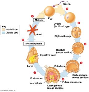 Diagram of animal life cycle and embryonic development stages