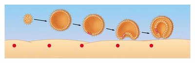Progression from blastula to gastrula in embryonic development