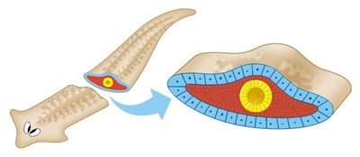 Diagram of acoelomate body plan (no body cavity)