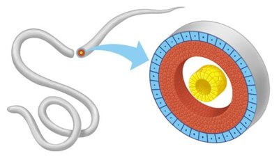 Diagram of pseudocoelomate body plan (pseudocoelom)