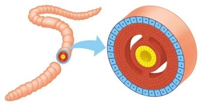 Diagram of coelomate body plan (true coelom)
