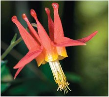 A flower adapted for pollination