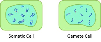 Comparison of somatic and gamete cells with chromosome numbers