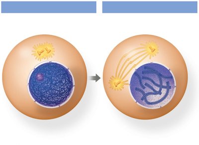 Prophase: Chromosomes condensing, spindle forming