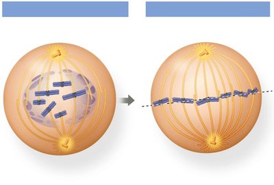 Metaphase: Chromosomes aligned at metaphase plate