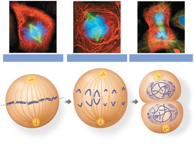 Telophase: Chromosomes at poles, nuclear envelope reforming